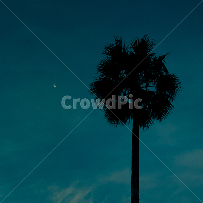 제주도,야자수,palmtree,새,moon,달,bird,하늘,야경,밤,풍경,nightscape,night,landscape,식물,자연,plants,nature,나무,trees,wood,tree,plant
