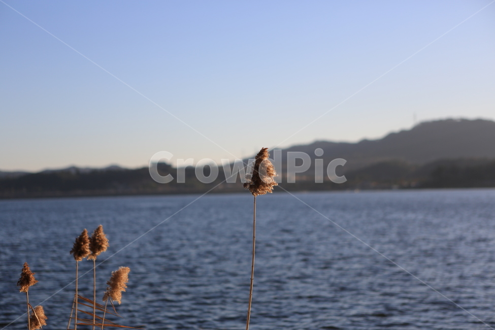 갈대,억새,신성리갈대밭,자연,풍경,가을,갈대밭,grass,잔디,plant,식물,lawn,reed