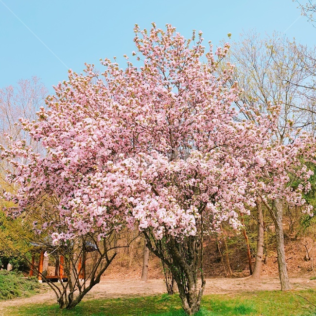 겹벚꽃,봄,만개,꽃나무,분홍,공원,cherryblossom,spring,flowertree,flowerblooming