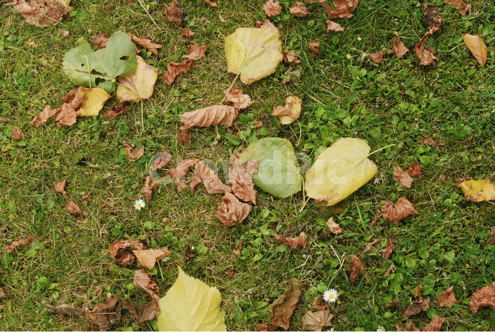 leaf,잎,plant,식물,바닥,ground,낙엽,가을,잔디,가을,계절,fall,autumn,season