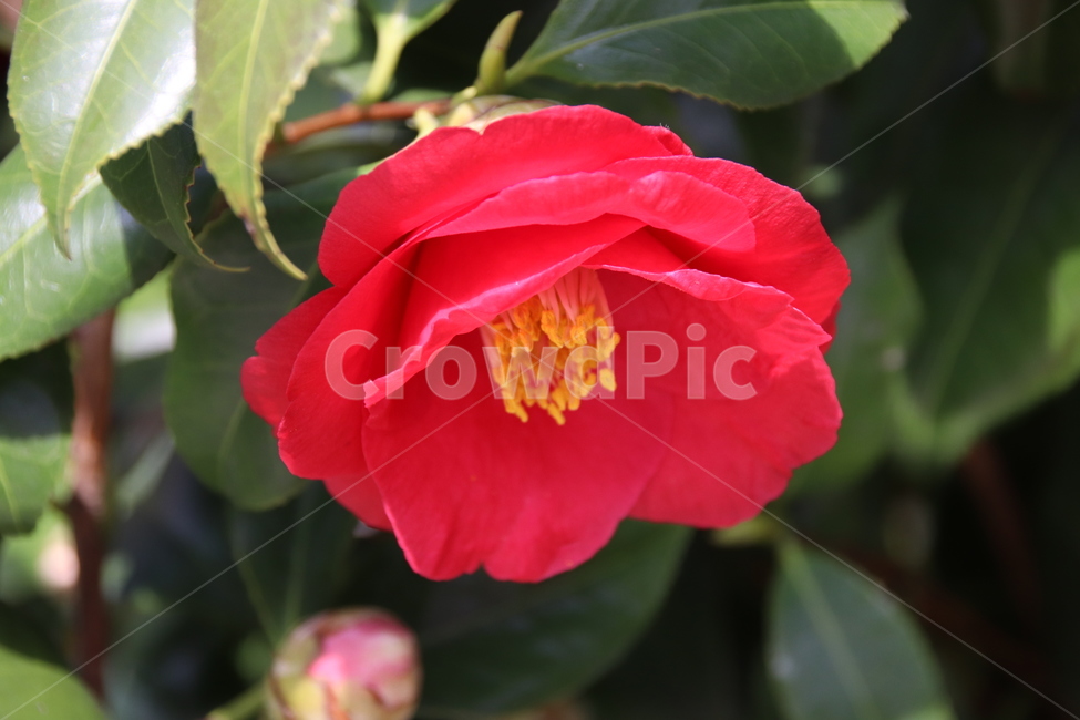 동백,동백꽃,꽃,자연,봄,봄,계절,spring,season,식물,자연,plants,nature,꽃,flower,blossom,rose,장미,plant