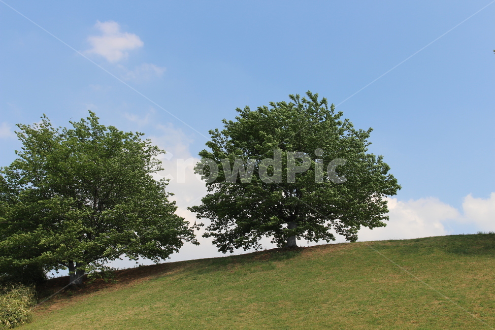 tree,filed,spring,sky,cloud,blue,white,green,grass,park,outdoor,야외,공원,자연,풍경,nature,landscape,식물,plants,나무,trees,wood,plant,tree trunk,나무 줄기,잔디
