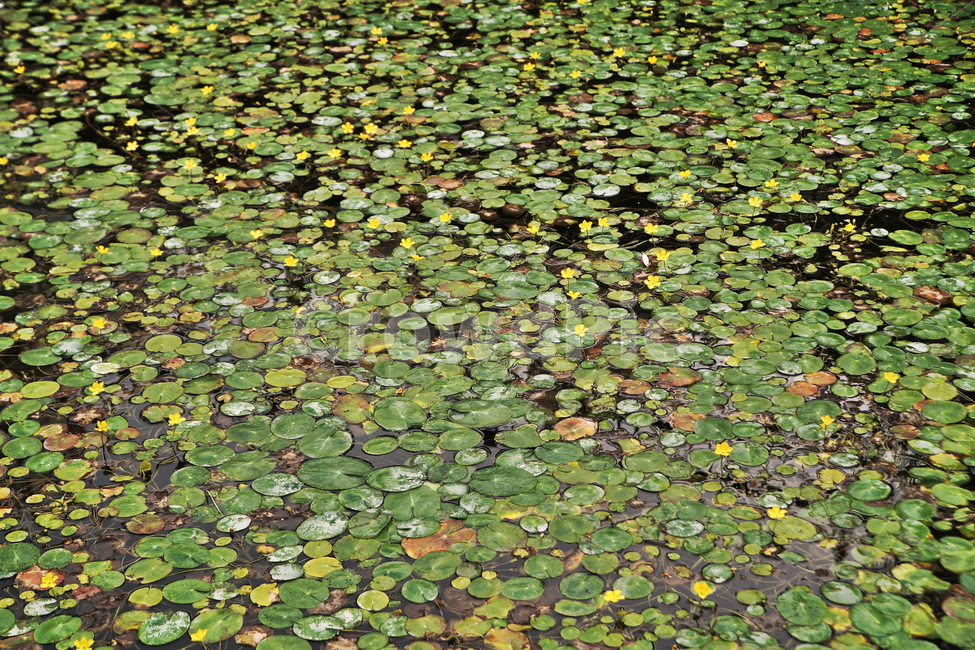 광교호수공원,원천저수지,연,연잎,수생식물,식물,초록색,식물,자연,plants,nature