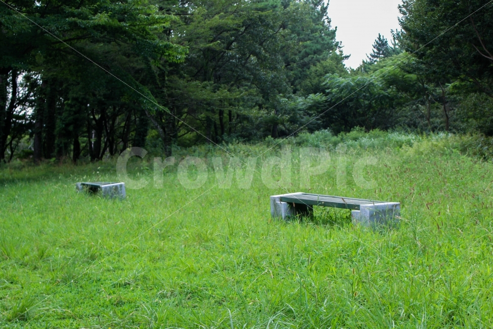 벤치,자연,숲,나무,잔디,자연,풍경,nature,landscape,plant,식물,grass