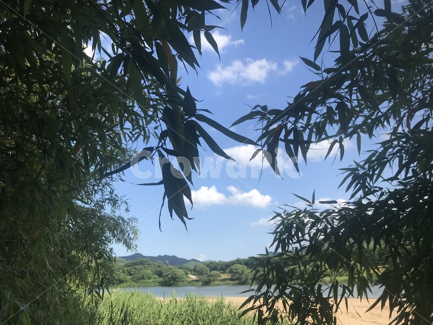 자연,대나무,하늘,강,부용대,안동,숲길