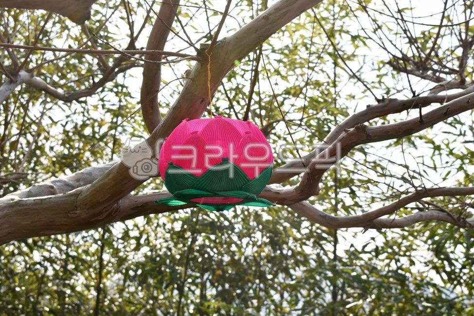 lotus flower,hang,buddhasbirthday,Buddhas birthday,lotuslighting,lotusflower,lotus lighting,lotuslantern,buddhism,Buddhism,temple,lotus lantern,decoration