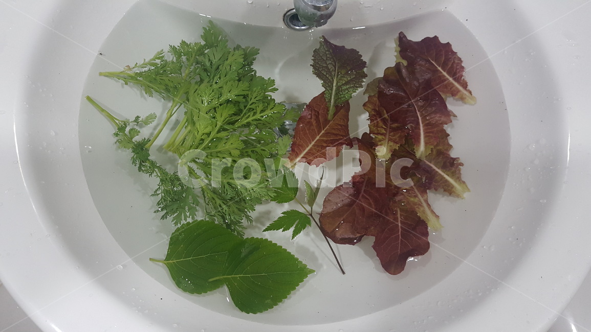 상추,고수,깻잎,신선한,쑥갓