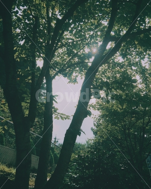 풍경,하늘,색감,자연,감성,자연,풍경,nature,landscape,휴식,힐링,rest,relaxation,healing,감성,sensible,feeling,tree,나무,plant,식물,tree trunk,나무 줄기