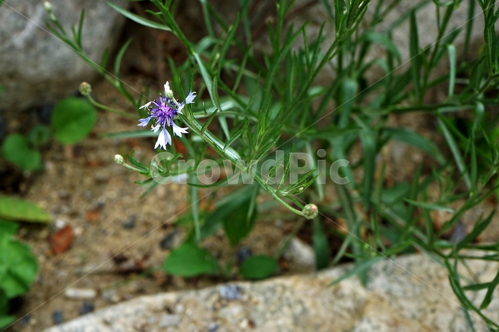 꽃,자연,수레국화,국화과,독일국화,에스토니아국화,식물,centaureacyanu,centaureacyanus,beautiful,plant,flower,식물,자연,plants,nature,꽃,flower
