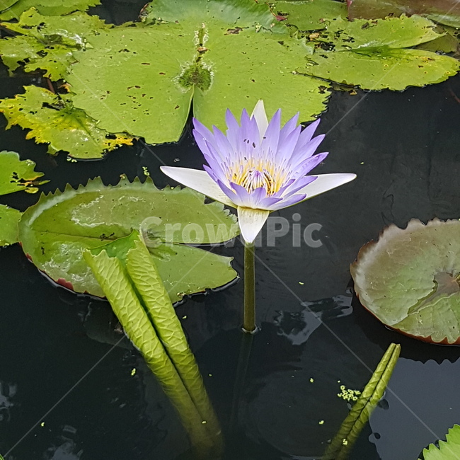보라색,연꽃,연,수생식물,자연,꽃