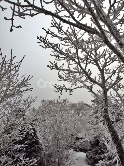 한라산,설화,눈꽃,눈,겨울,풍경,설원,설경,산,자연,제주도,겨울,계절,winter,season