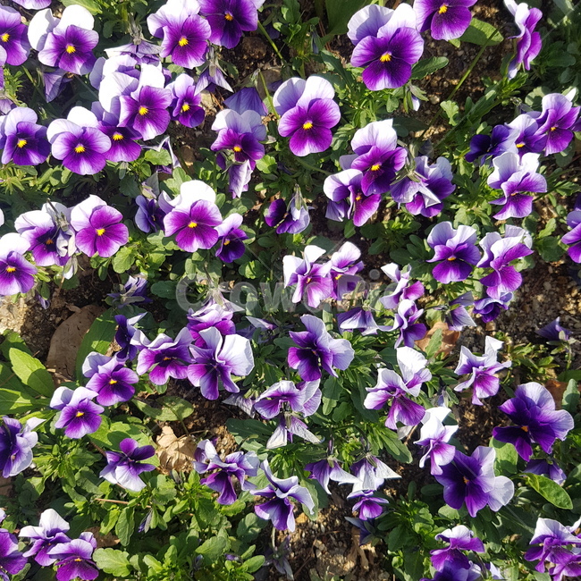 꽃밭,꽃,화단,봄,flower,자연,nature,꽃잎,spring,식물,plants,산책,봄나들이,봄꽃,보라색꽃,흰색꽃,색깔,알록달록,색감,팬지,봄산책,꽃송이,정원,purpleflower,purple,color,예쁜꽃,꽃다발,감성,계절,조경,향기,봄,계절,spring,season,식물,자연,plants,nature,꽃,flower,plant,blossom,geranium,제라늄