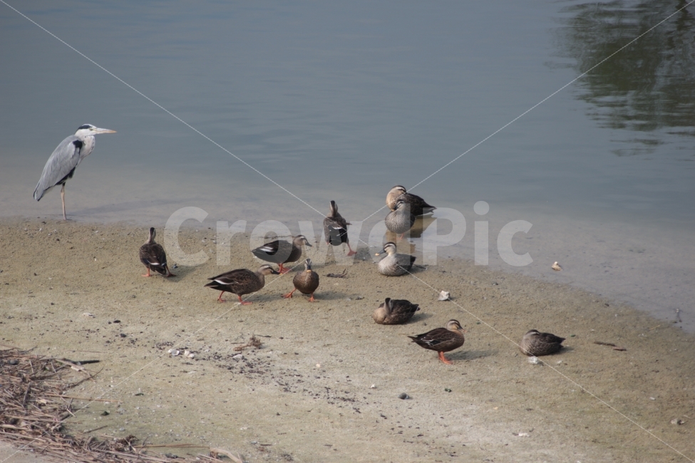 동물,새,조류,오리,왜가리,강,duck,heron,강가,여러마리,동물,animal,조류,새,birds