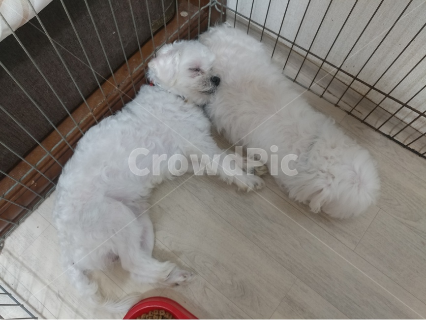 강아지,말티즈,애완견,반려견,개,하얀개,소형견,자는개,동물,animal,포유류,mammal,개,강아지,dog,doggy