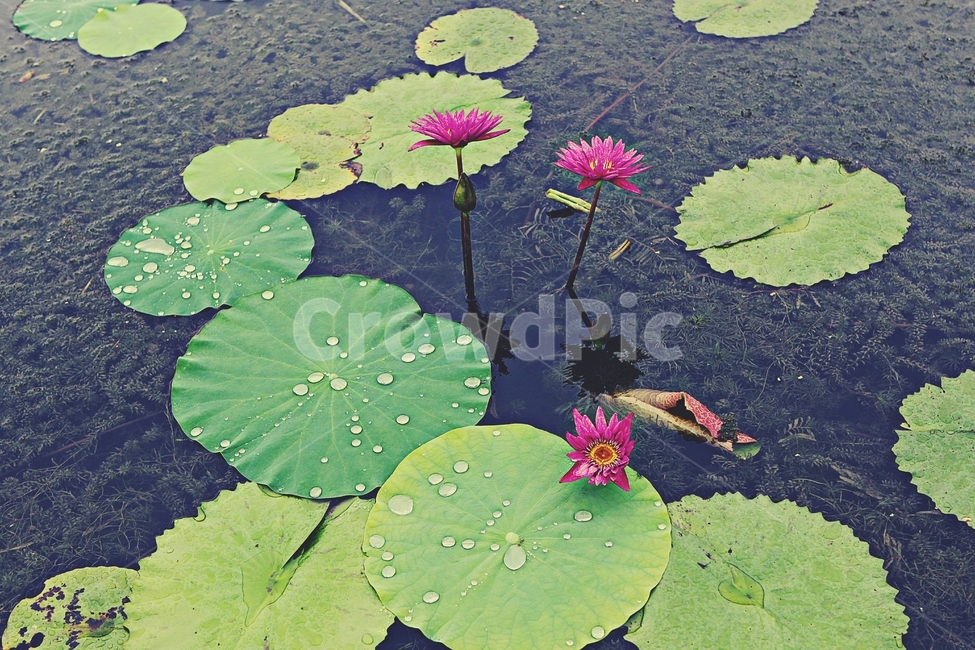 연꽃,꽃,수중식물,연잎,호수