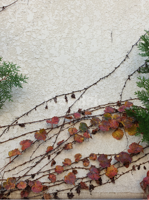 덩굴,덩쿨,담쟁이,담쟁이덩쿨,담쟁이덩굴,ivy,redivy,greenivy,plant,climbing