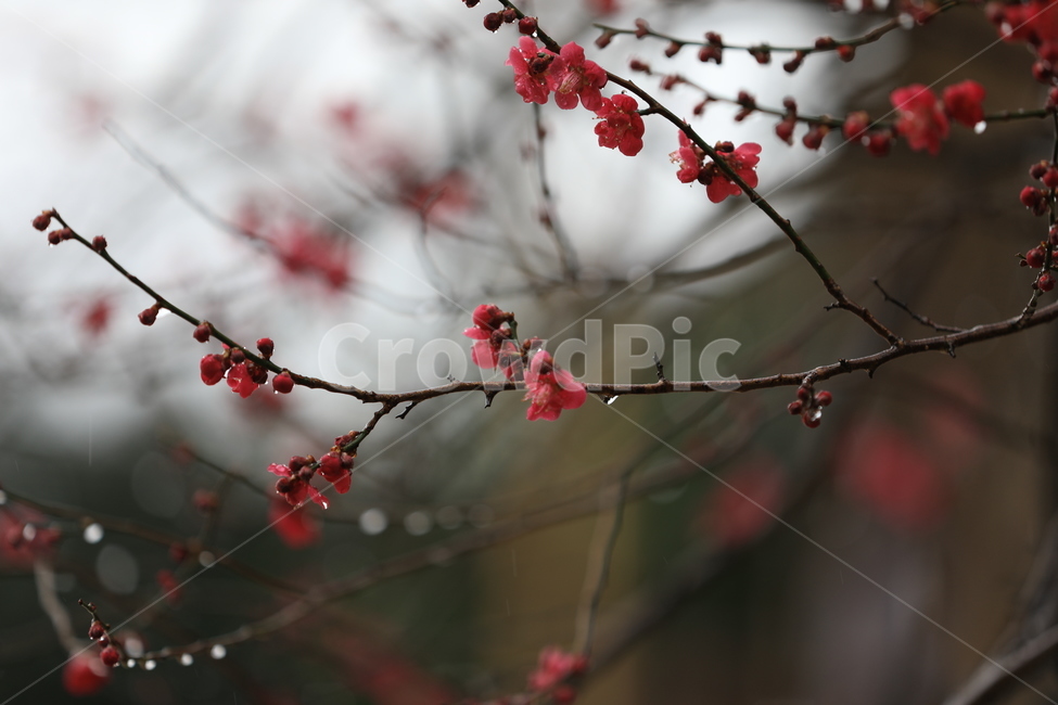 봄꽃,구례,화엄사,홍매화,봄,화엄사홍매화,봄,계절,spring,season,식물,자연,plants,nature,꽃,flower,plant,blossom