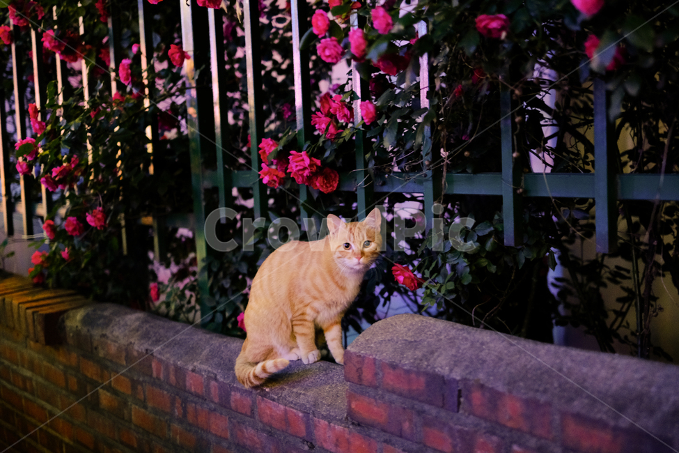 cat,고양이,장미,rose,돌담,고양이와장미,귀여운고양이,동물,animal,포유류,mammal,고양이,cat,kitten,kitty,감성,sensible,feeling