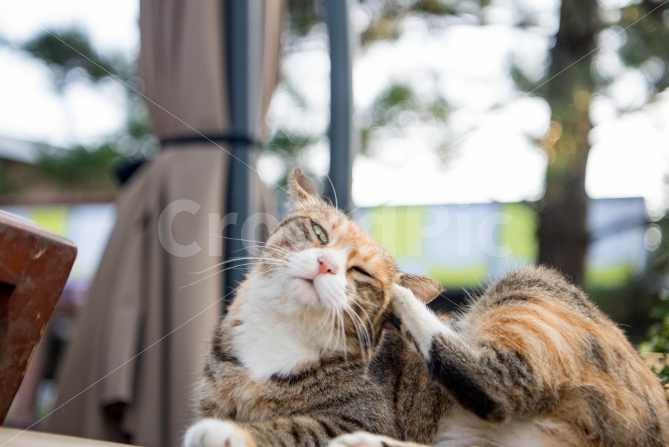 고양이,고양이스냅사진,자연,포유류,고양이사진,동물,animal,포유류,mammal,고양이,cat,kitten,kitty