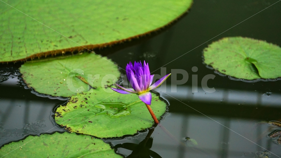 연꽃,연꽃잎,연못,플라워,자연,flower,nature,식물,이파리,물,water,summer,여름,꽃사진,감성,감성사진,계절,season,풍경,landscape,plants,식물,자연,plants,nature,꽃,flower