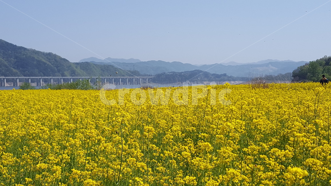 grassland,outdoors,field,nature,자연,유채꽃
