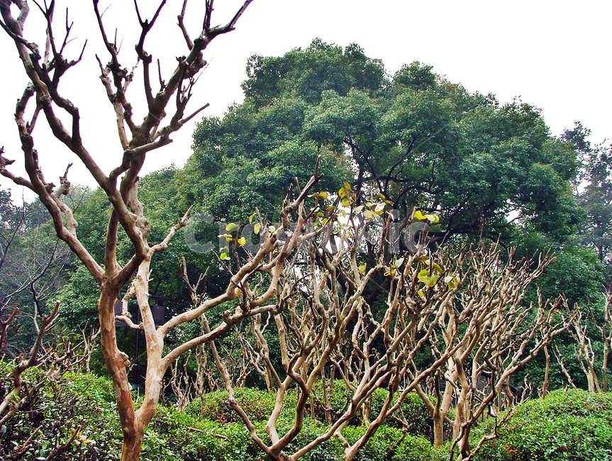 나무,항주,서호,식물,공원,숲,식물,자연,plants,nature,나무,trees,wood