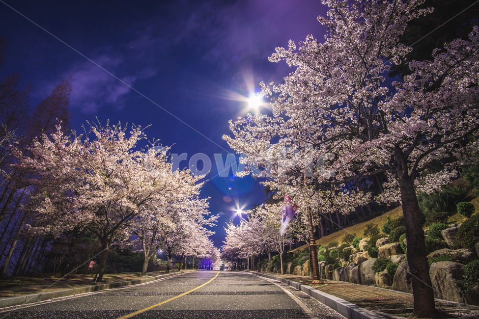 봄,벚꽃,풍경,자연풍경,야경,색감,꽃,빛갈라짐,봄,계절,spring,season,자연,풍경,nature,landscape,야경,밤,nightscape,night,plant,식물,flower,blossom