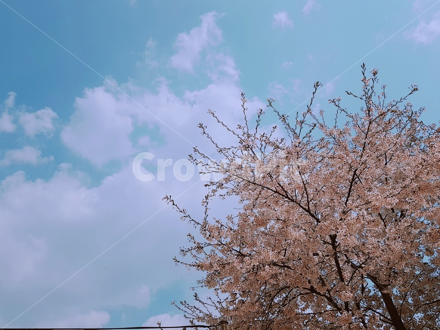 꽃나무,꽃,하늘,배경,구름,벚꽃,자연,분홍,분홍색,봄