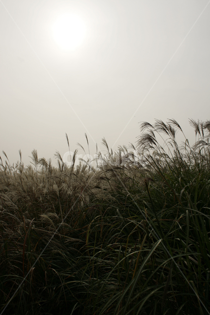 억새,풍경,하늘,가을,억새풀,식물,가을,계절,fall,autumn,season,자연,풍경,nature,landscape,plant,grass,잔디,lawn,reed,갈대