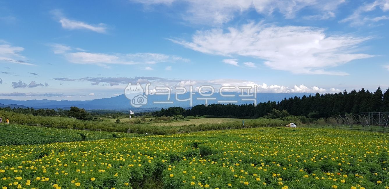 구름,하늘,파란,배경,이쁜배경