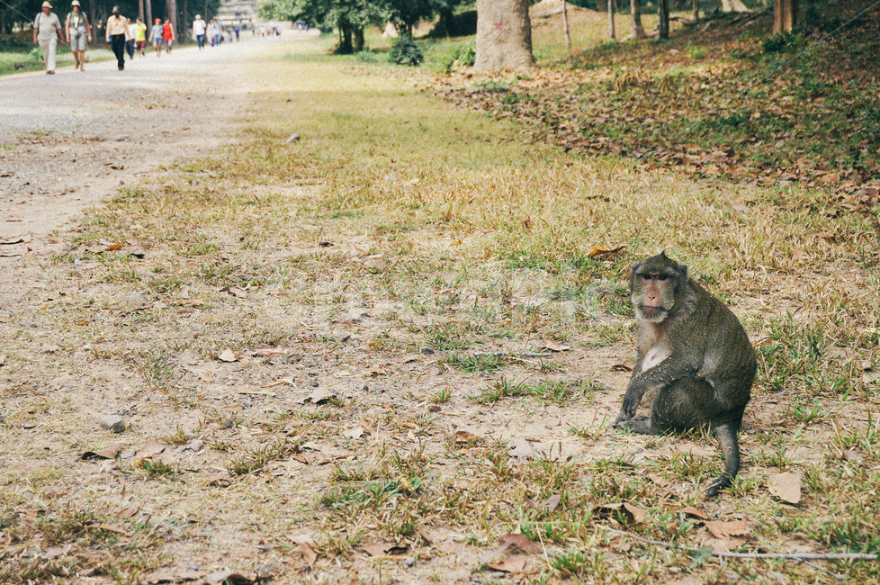 원숭이,동물,동남아,캄보디아,자연,숲,포유류,monkey,animal,cambodia,mammal,동물,animal,포유류,mammal