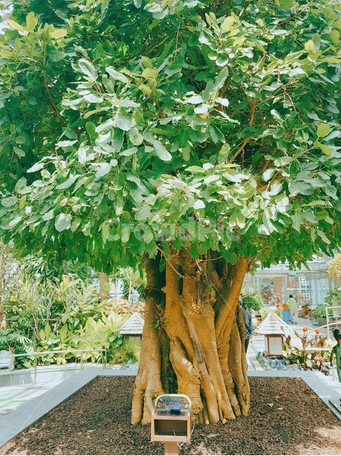 tree,나무,plant,식물,자연,식물,자연,plants,nature,나무,trees,wood