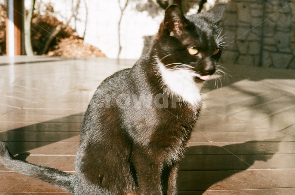 고양이,필름사진,햇살,나른함,오전,여유,아침,동물,animal,포유류,mammal,고양이,cat,kitten,kitty