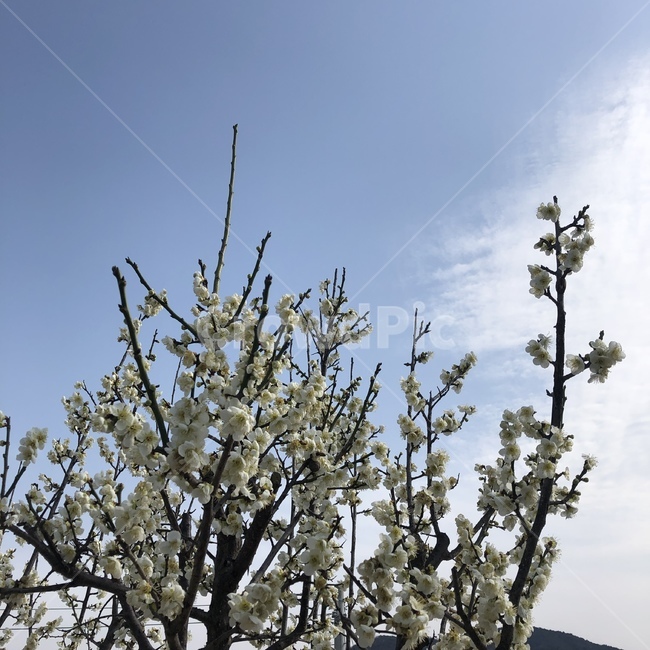 봄,하늘,매화,매화나무,꽃,봄,계절,spring,season,식물,자연,plants,nature,꽃,flower,tree,나무,plant