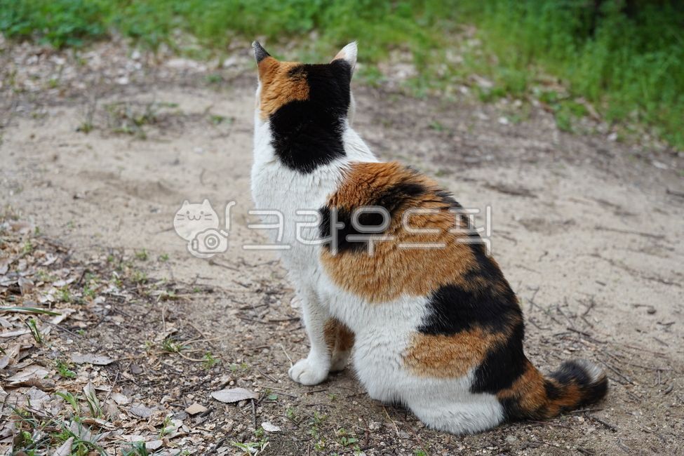 cat,stray cat,street cat,cat,back view,tricolor,tricolor cat
