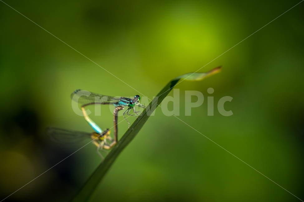 자연,풍경,곤충,잠자리,실잠자리,접사,nature,landscape,insect,dragonfly,damselfly,동물,animal,곤충,벌레,insect,bug,연인,커플,사랑,lover,couple