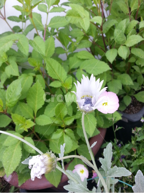plant,식물,꽃,flower,blossom