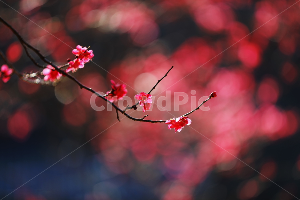 봄,꽃,봄축제,하동,홍매화,봄,계절,spring,season,식물,자연,plants,nature,꽃,flower,plant,blossom
