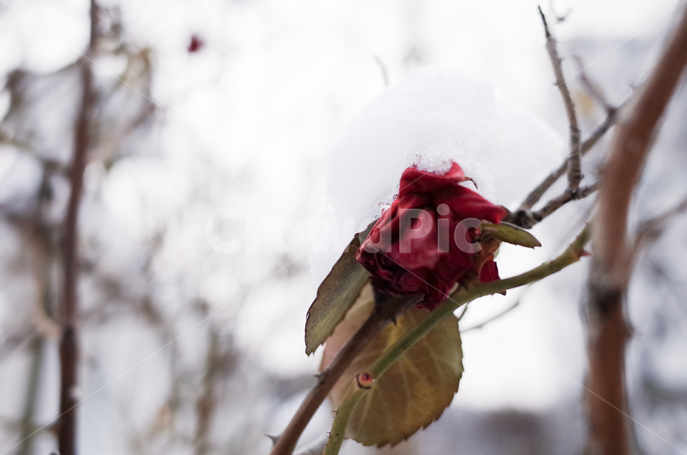 겨울,장미,마른장미,눈,첫눈,겨울감성,winter,snow,rose,겨울,계절,winter,season,식물,자연,plants,nature,꽃,flower