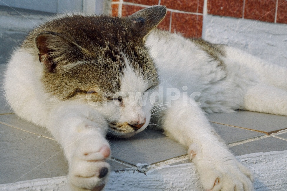 길고양이,골목길,잠,수면,동물,동물,animal,포유류,mammal,고양이,cat,kitten,kitty
