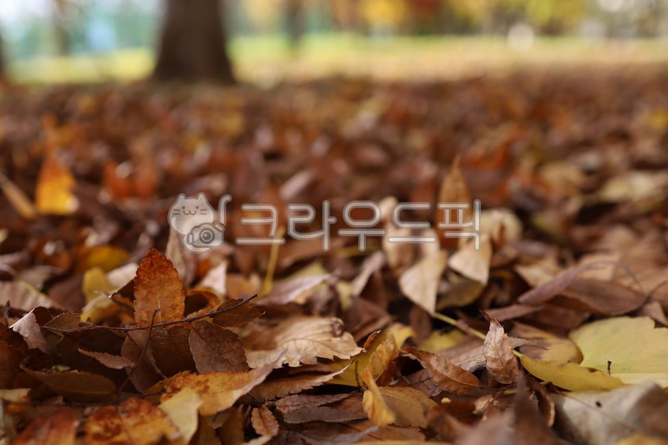 가을,가을길,단풍,낙엽,가을공원