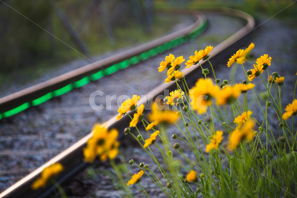 꽃,철길,들꽃,야생화,노랑꽃,식물,자연,plants,nature,꽃,flower,교통,교통수단,traffic,transportation,plant