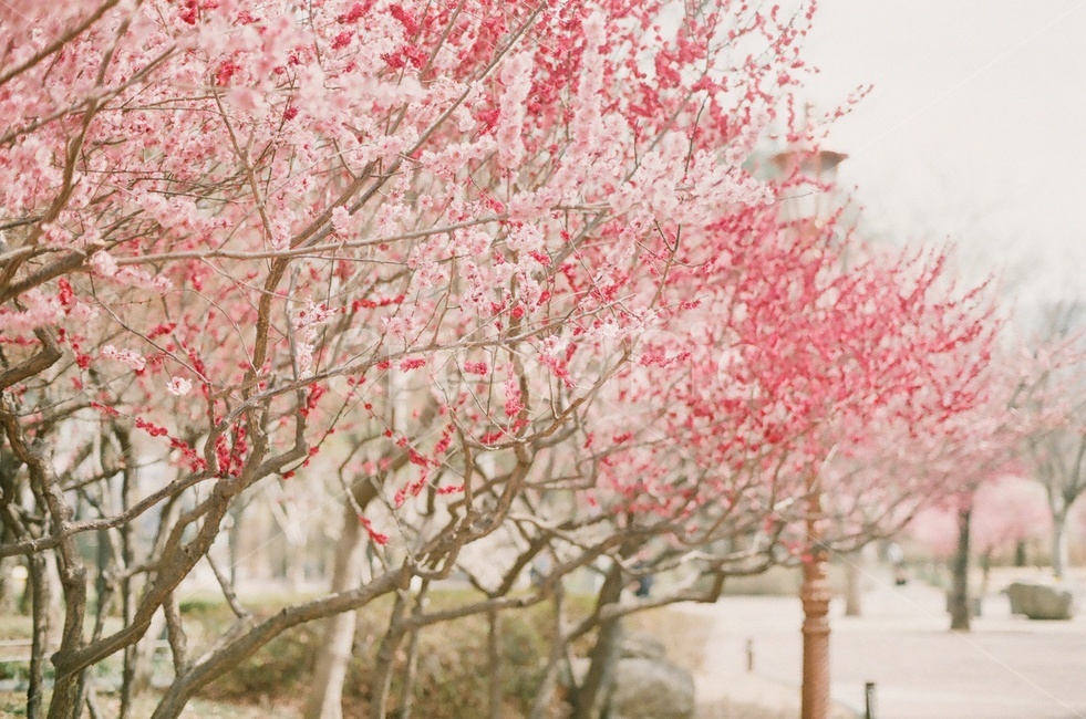 매화,홍매화,봄꽃,매화꽃,매실나무꽃,봄감성,봄꽃나무,봄,계절,spring,season,식물,자연,plants,nature,꽃,flower,감성,sensible,feeling,색깔,색상,색채,색감,color sense,color sensitivity,feeling of color,plant,blossom