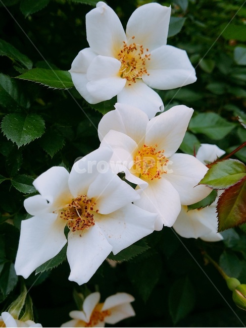 꽃,식물원,flower,bloom,흰꽃