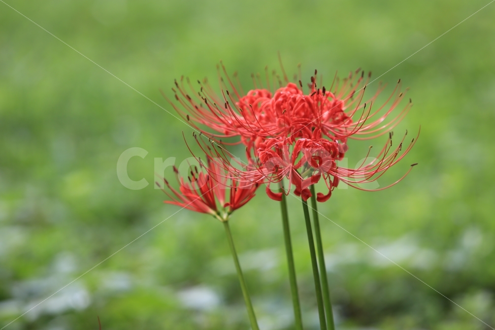 꽃무릇,상사화,불갑사,아웃포커싱,영광,식물,꽃,풍경,자연,식물,자연,plants,nature,꽃,flower