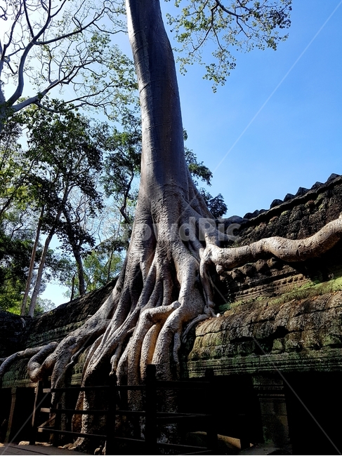캄보디아,문화유산,뿌리,자연,역사,시간,앙코르,식물,자연,plants,nature,나무,trees,wood