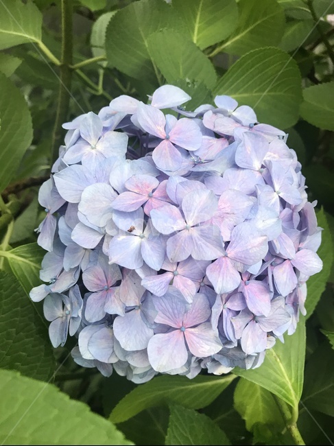 수국,꽃,자연,자연풍경,부산수국,식물,자연,plants,nature,꽃,flower