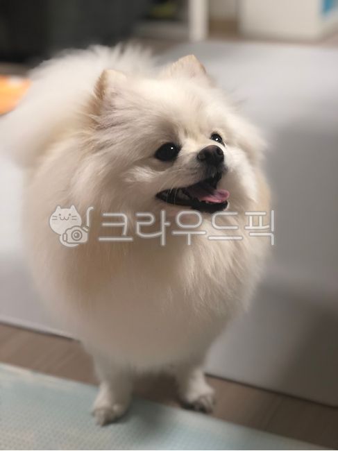 포메라니안,포메,화이트포메,댕댕이,강아지