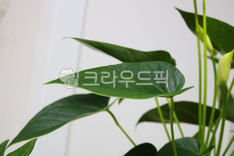Cheonnam and,nature,air purifying plants,leaf,Anthurium flower,ornamental,foliage plant,flower,Anthurium,petal,leaves,plant,tropical plants