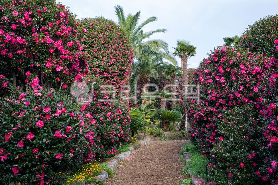 forest,Flowers that bloom in winter,arecaceae,jejulsland,bolssom,jeju island,Arecagua,palm tree,palmtree,beautiful,flowersbloominginwinter,Emotion,Jeju Island scenery,camellia,winter flowers,flowers,jejulslandscenery,winterflower,tree,flower,emotion,camel